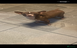 Chihuahua dogs for sale: Chihuahua puppy’s  - Image 14