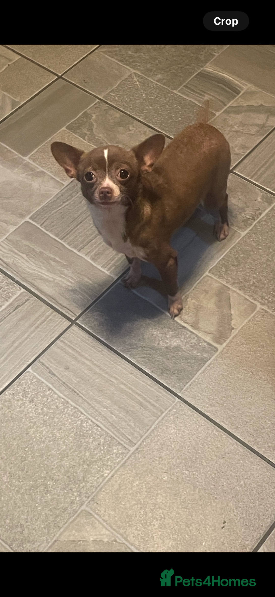 Chihuahua dogs for sale: Chihuahua puppy’s  - Image 14