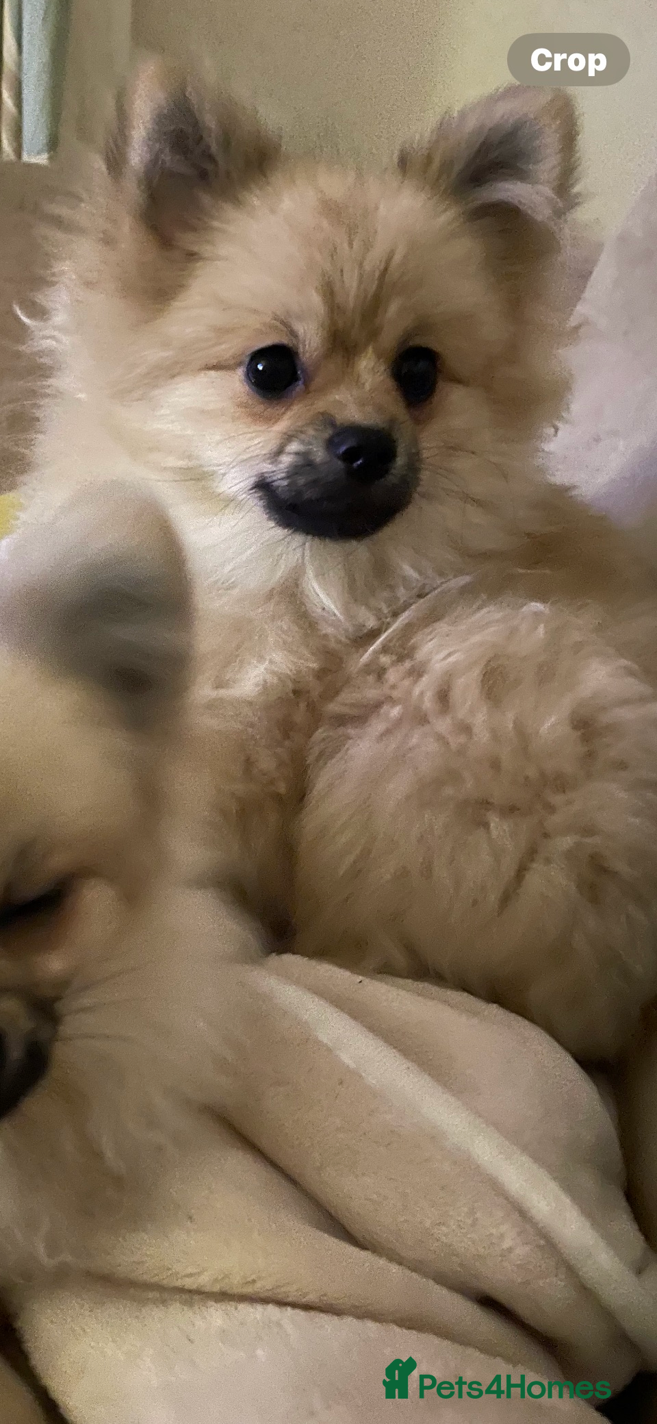 Pomeranian dogs 1 boy left Pom Russian lines  - Advert 9