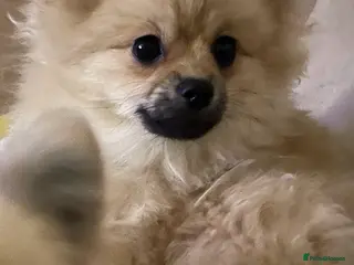 Pomeranian dogs 1 boy left Pom Russian lines - Advert 9