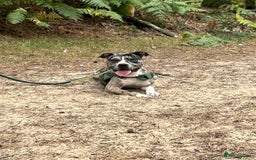 Mixed Breed dogs for sale: Catahoula leopard dog x Staffordshire Bull terrier - Image 2