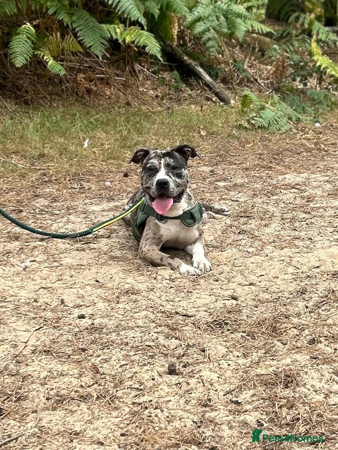 Mixed Breed dogs for sale: Catahoula leopard dog x Staffordshire Bull terrier - Image 2