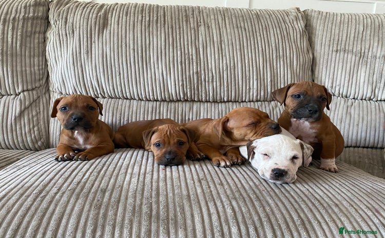 Staffordshire Bull Terrier dogs - Advert 2