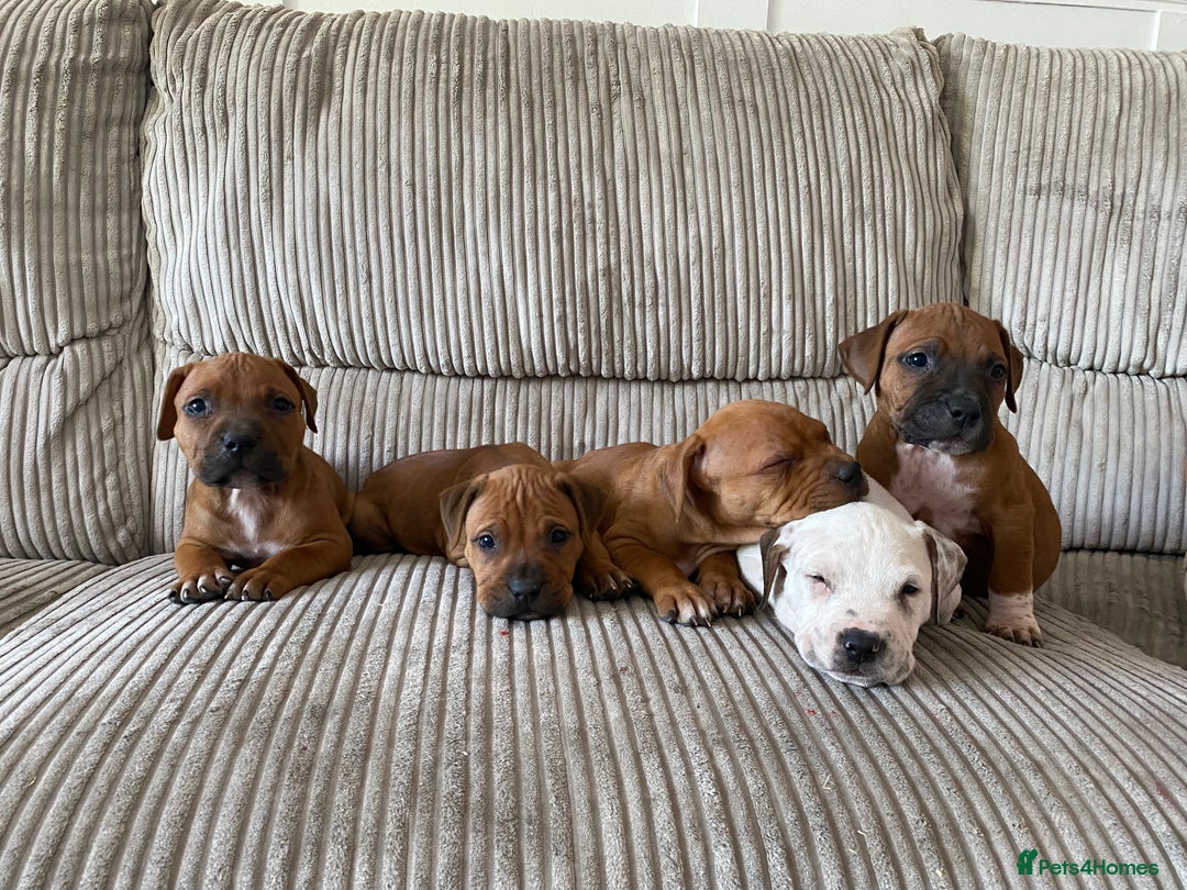 Staffordshire Bull Terrier dogs for sale: Amazing Red Staffordshire bullterrier puppies - Image 1
