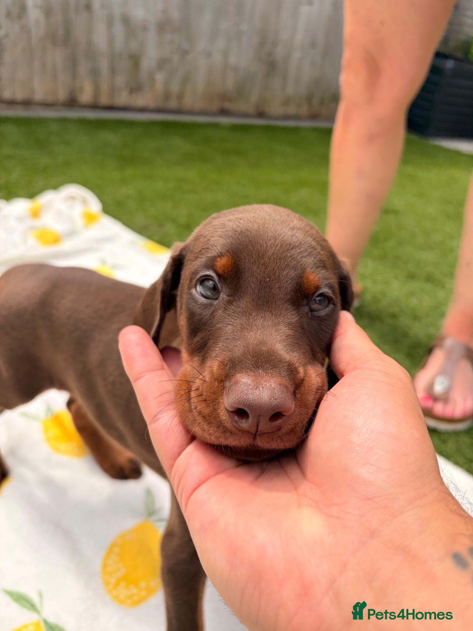 Dobermann dogs 🏡Viewings Available Now | KC Registered Dobermans - Advert 2