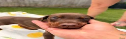 Dobermann dogs for sale: 🏡Viewings Available Now | KC Registered Dobermans - Advert 13