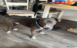 Mixed Breed dogs for adoption: Valour is available for foster or adoption - Image 7