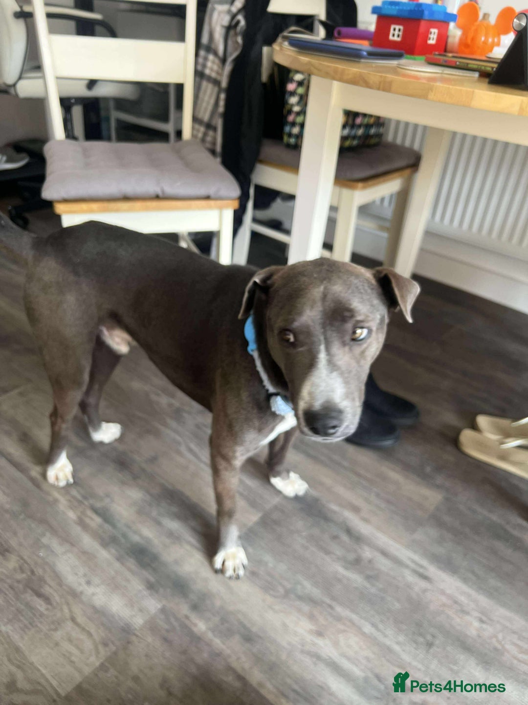 Mixed Breed dogs for adoption: Valour is available for foster or adoption - Image 7