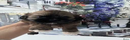 Shih Tzu dogs for sale: 🐶 Beautiful Pure Shih Tzu Puppies - Advert 7