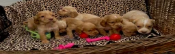 Cocker Spaniel dogs for sale: Lemon And Red Cocker Spaniel Pups in Fordingbridge - Advert 6