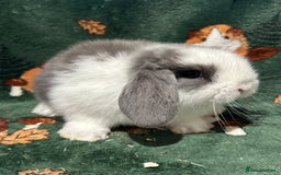 Mini Lop rabbits for sale: Beautiful Baby Mini Lops Ready Now  - Image 5