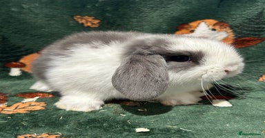 Mini Lop rabbits - Advert 1