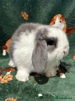 Mini Lop rabbits - Advert 1