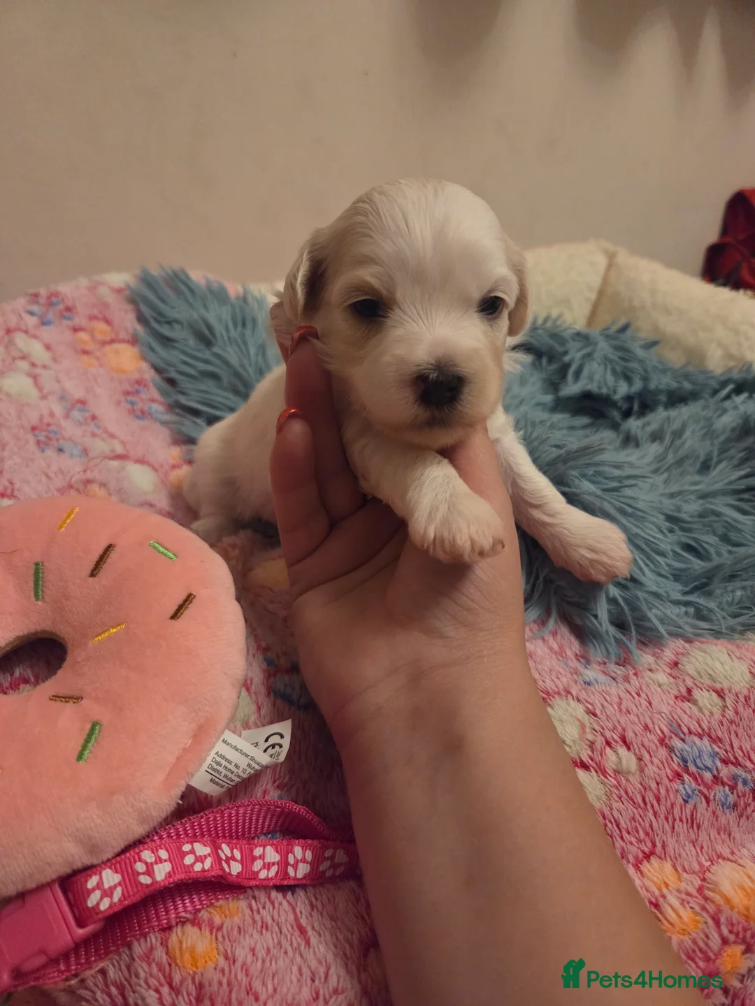 Bichon Frise dogs for sale: Cute little puppies 🩷🩷💙💙 - Advert 2