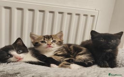 Mixed Breed cats for sale: Marble Bengal cross  - Image 5