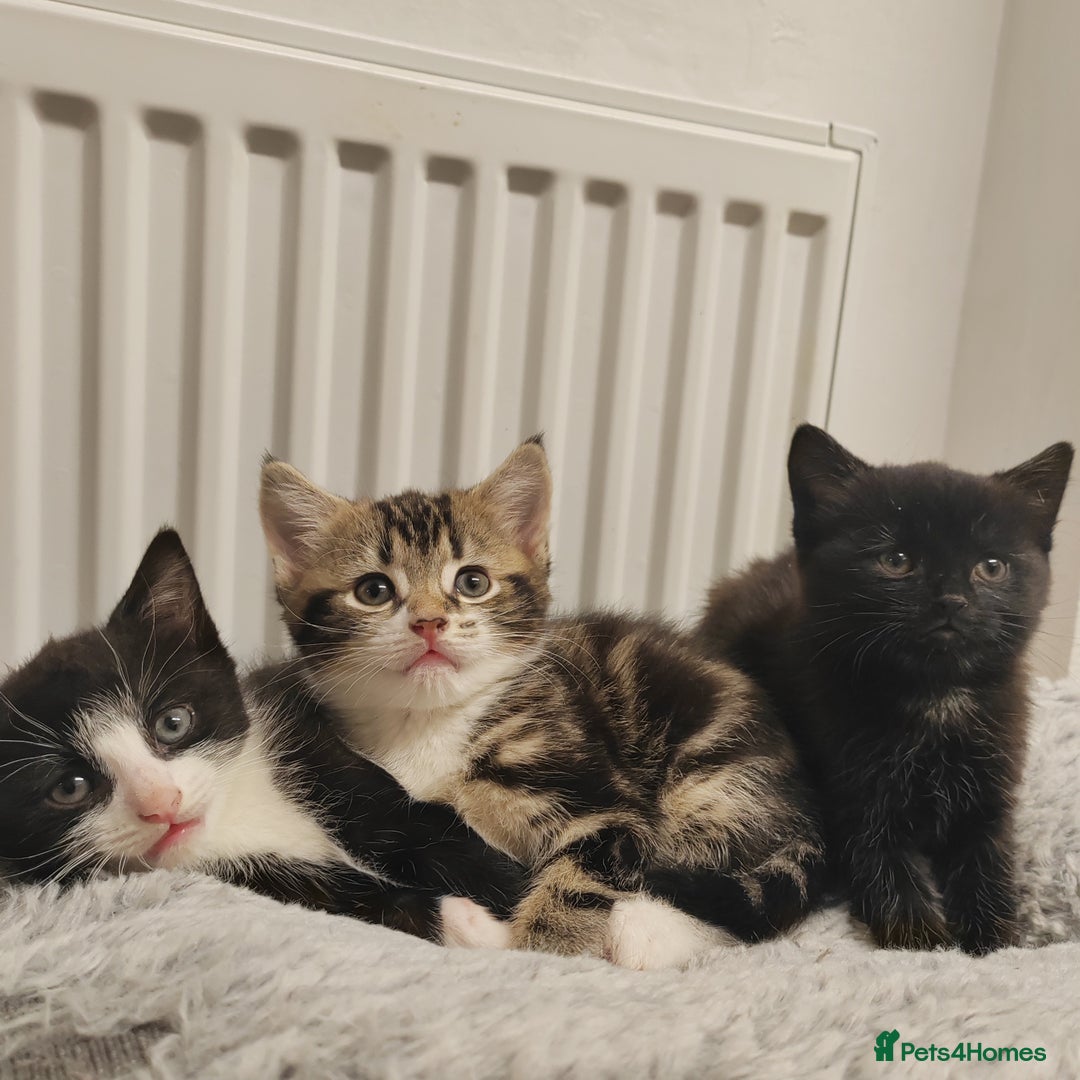 Mixed Breed cats for sale: Marble Bengal cross  - Image 5