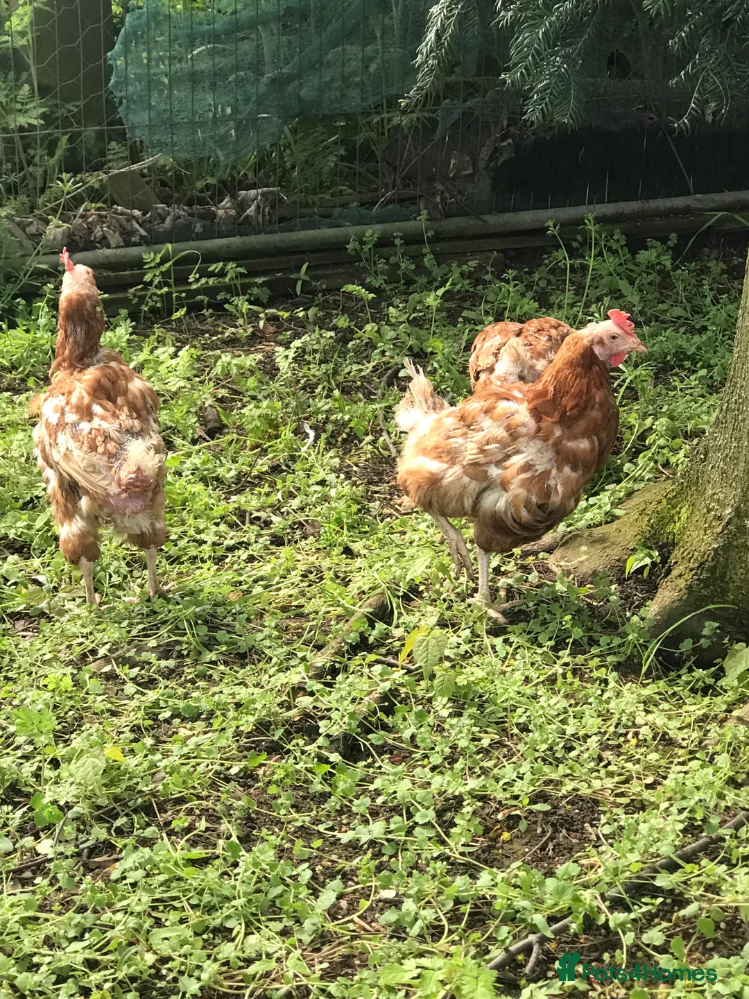Chickens poultry for sale: 25 chickens 3 roosters  - Advert 4