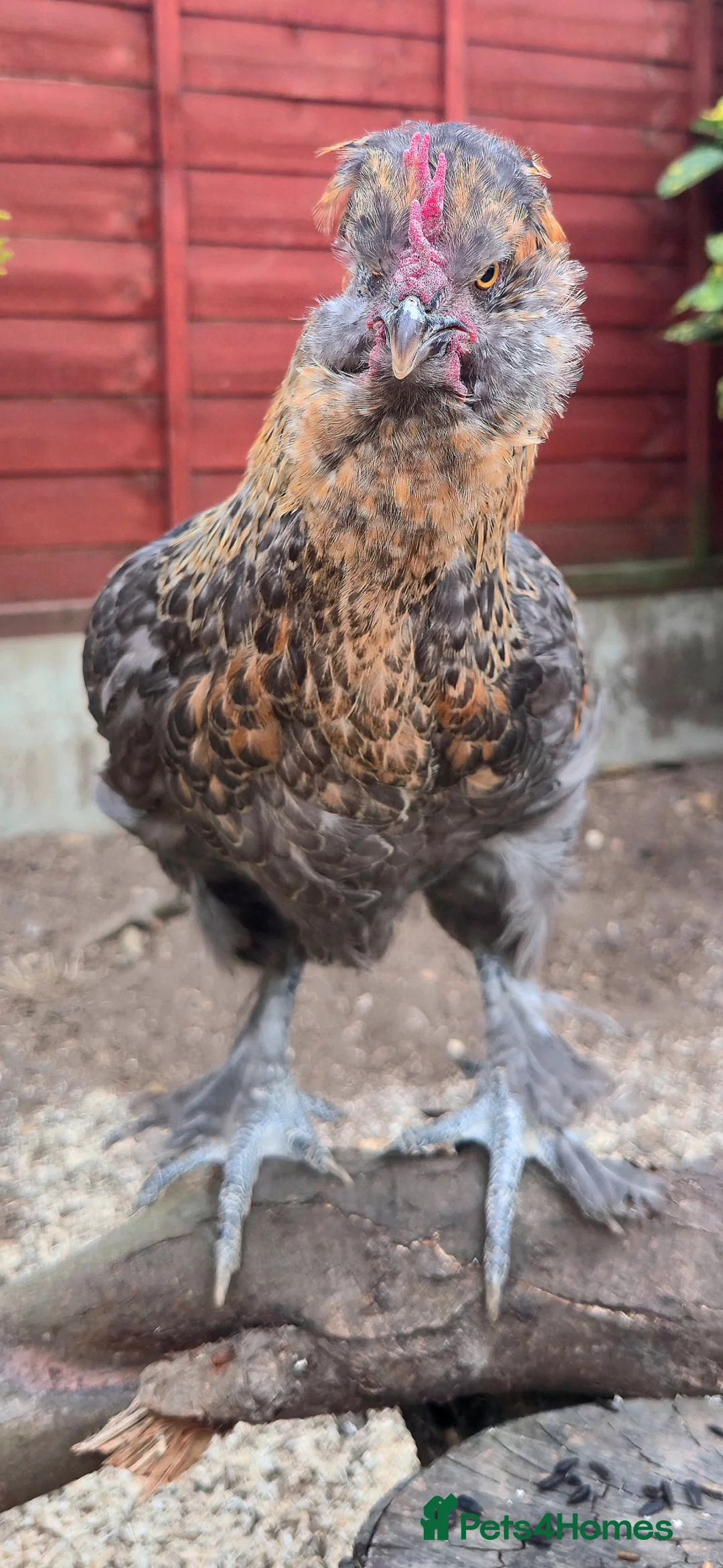 Chickens poultry for sale: Araucana x Silkie boy - Advert 2