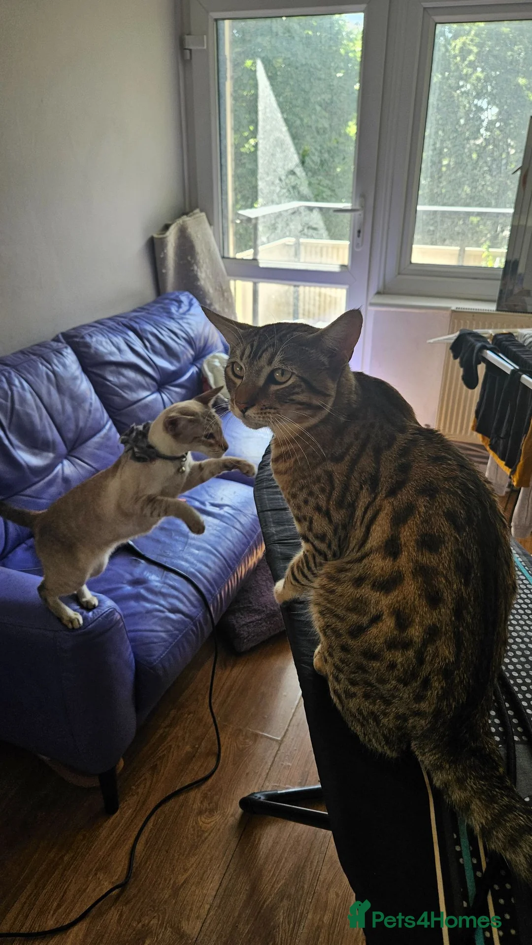 Mixed Breed cats for sale: Meet Leo beautiful Bengal/Siamese mix in London - Advert 2