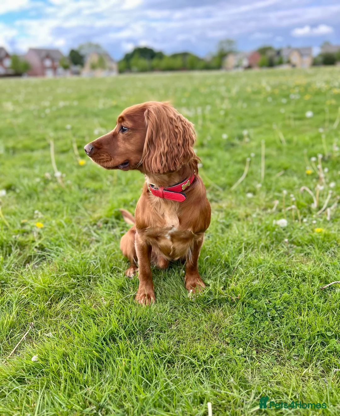 Cocker Spaniel dogs for stud: Cocker Spaniel Stud - Advert 2