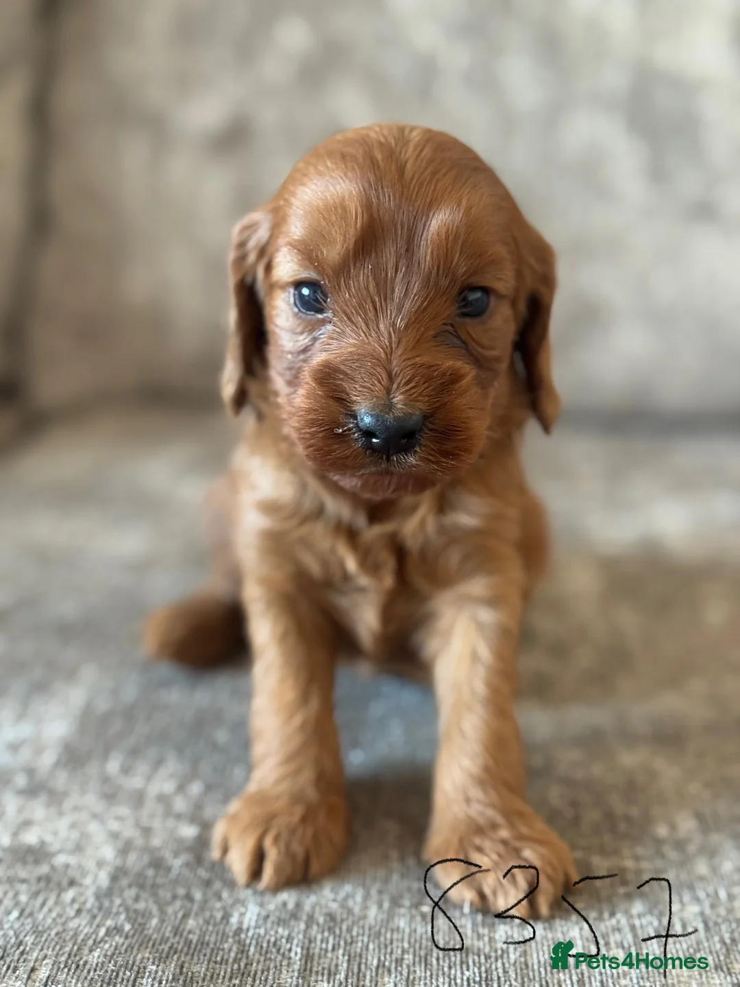Cockapoo dogs for sale: BEAUTIFUL RED COCKAPOO PUPS HEALTH TESTED PARENTS - Advert 19