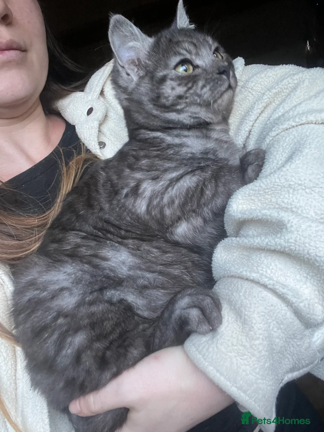 Bengal cats for sale: Bengal kittens  - Advert 7