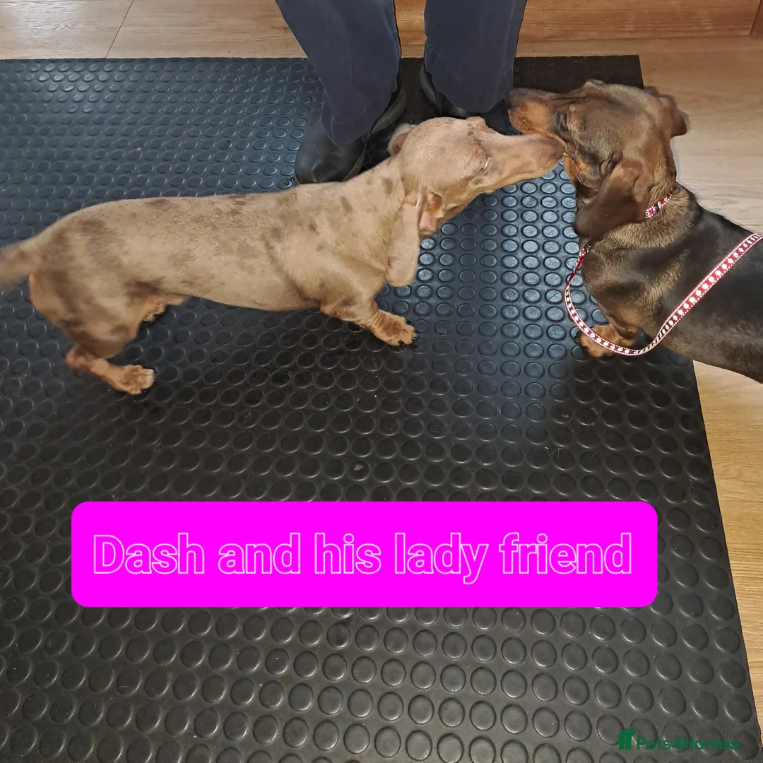 Miniature Dachshund dogs for stud: KC Dash PRA clear STUD DNA in pictures  in Ramsgate - Advert 30