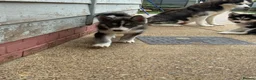 Siberian Husky dogs for sale: Puppy Siberian Husky  - Advert 12