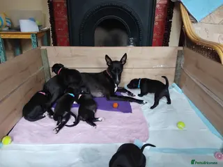 Lurcher dogs Bedlington greyhound x bull lurcher pups - Advert 1