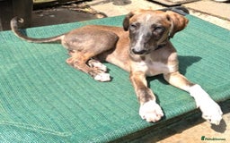 Lurcher dogs for adoption: Norman, young lurcher in rescue - Image 1
