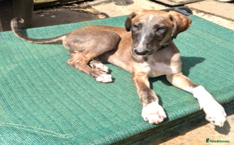 Lurcher dogs - Advert 13