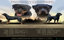 Rottweiler dogs for sale: KC Registered Rottweiler Puppies excellent lineage - Image 2
