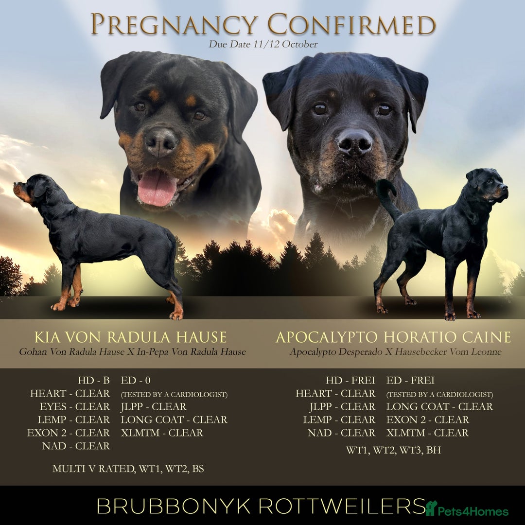Rottweiler dogs for sale: KC Registered Rottweiler Puppies excellent lineage - Image 2