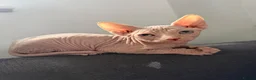 Sphynx cats for sale: GORGEOUS CREAM SPHYNX BOY - TICA - Advert 4