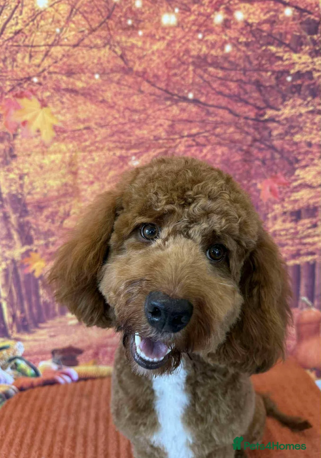 Cockapoo dogs for stud: Looking to stud our cockerpoo Murphy.  in Chesterfield - Advert 3