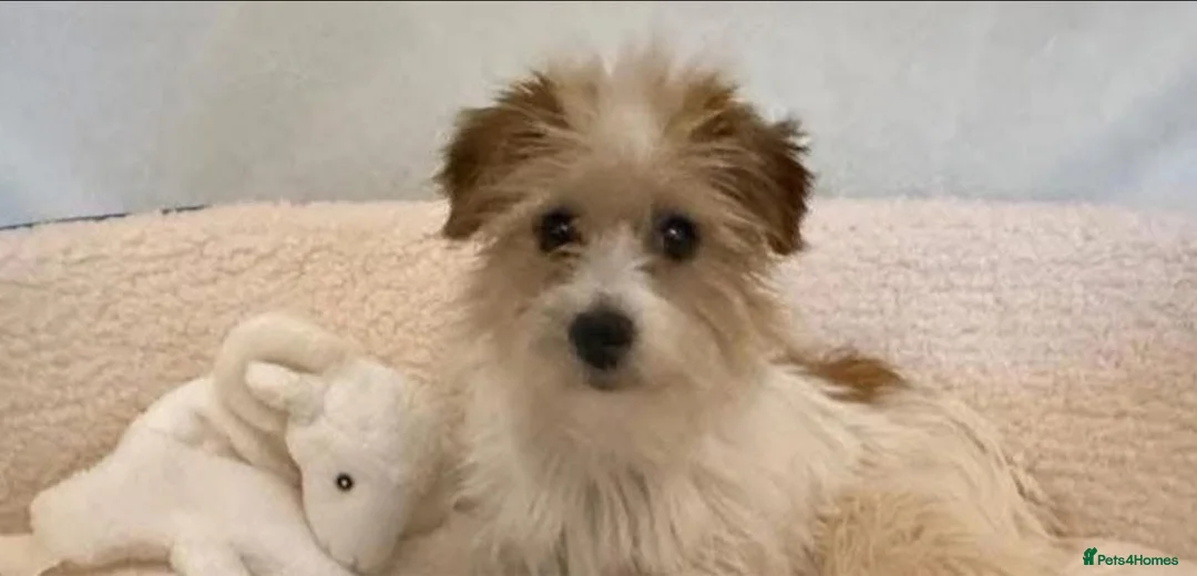 Jack Russell dogs for sale: Sweet Jack Russell females - Advert 2