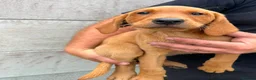 Labrador Retriever dogs for sale: Labrador  - Advert 3