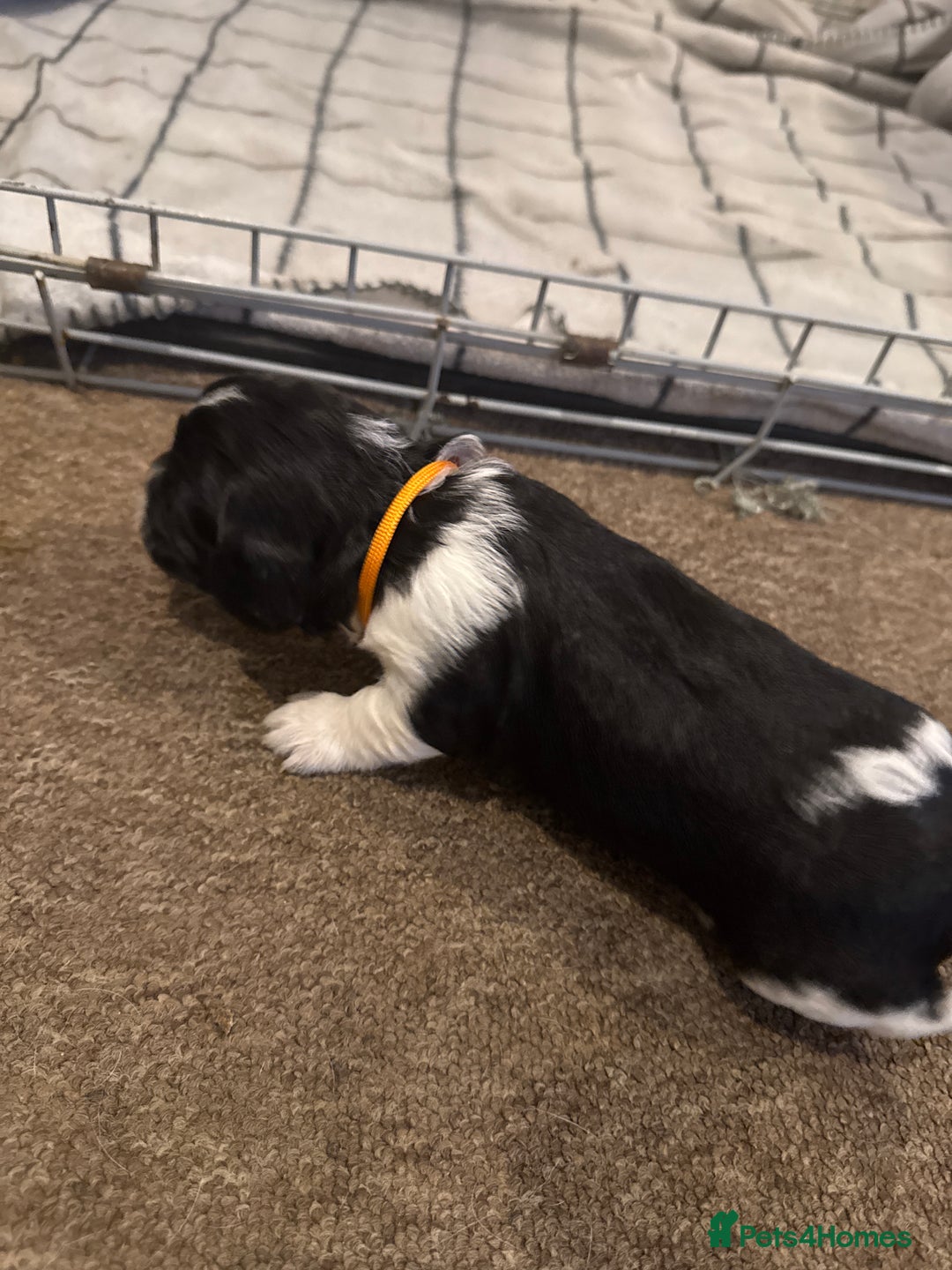 Mixed Breed dogs for sale: 8 Springer mix Puppies - Advert 17