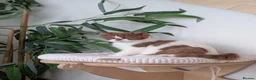 British Shorthair cats for sale: GCCF Registered British Shorthair  - Advert 7