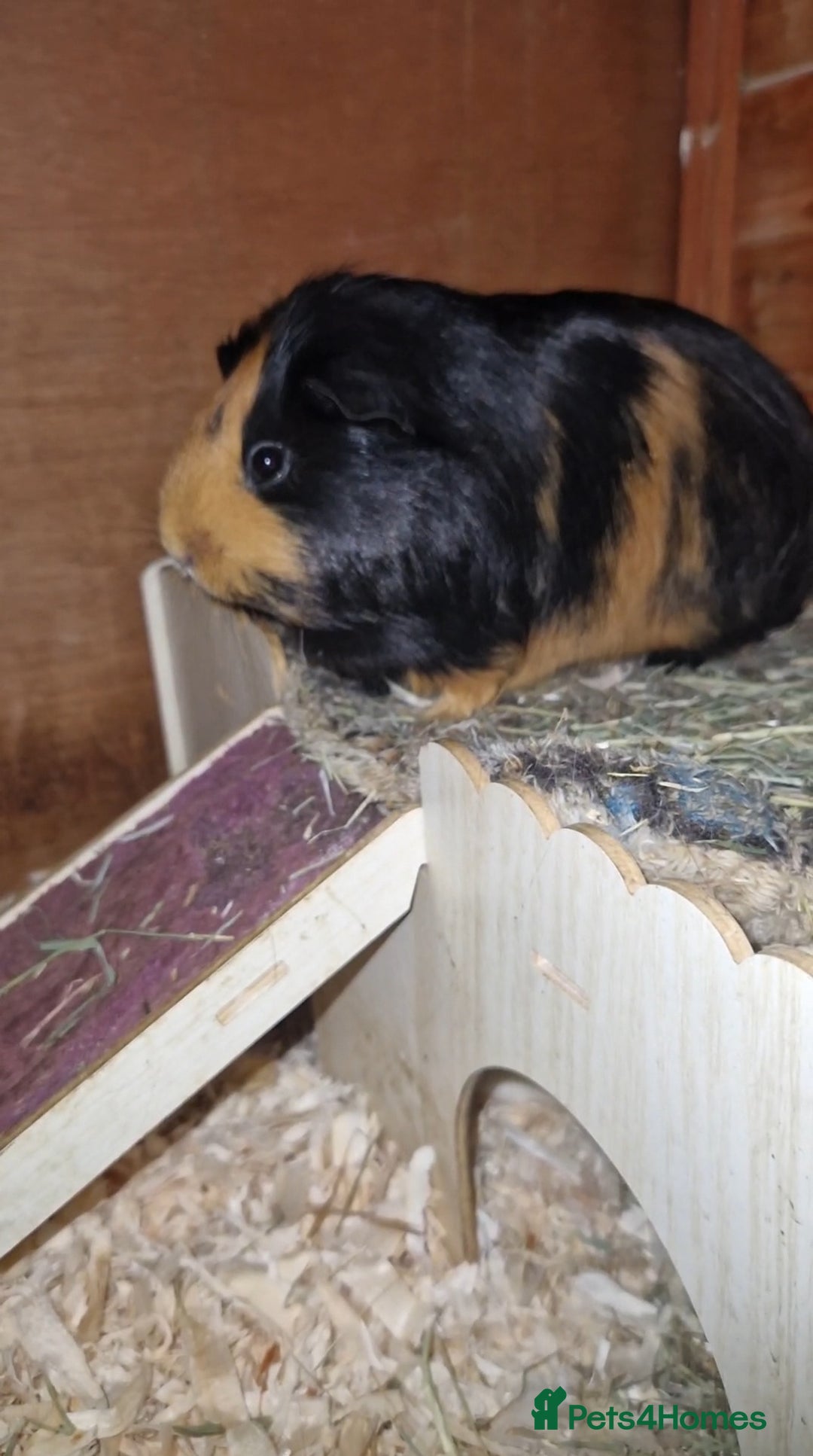 Guinea Pig rodents for sale: Beautful female guineapig  - Advert 5