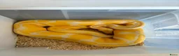 Python Snake reptiles for sale: Royal pythons  - Advert 19