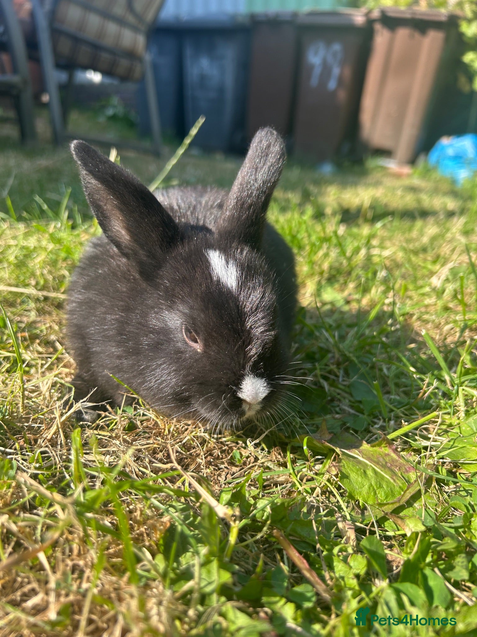 Mini Lop rabbits Netherland dwarf ONE girl left!! - Advert 12