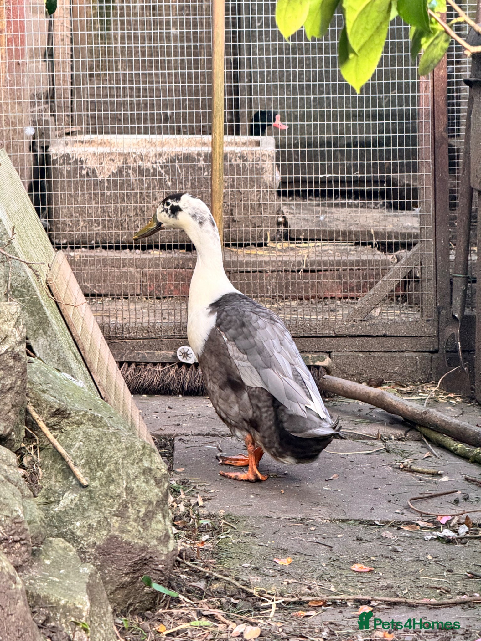 Ducks poultry Runner duck drake  - Advert 1