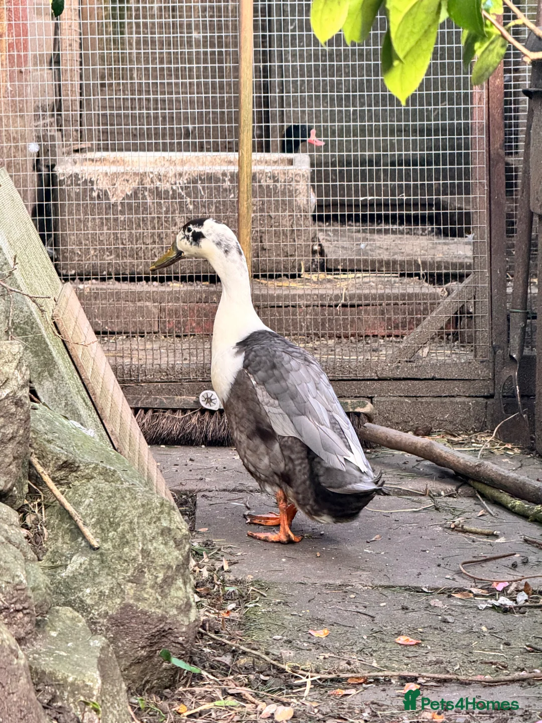 Ducks poultry for sale: Runner duck drake  - Advert 1