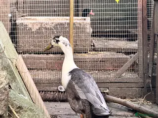 Ducks poultry Runner duck drake - Advert 1