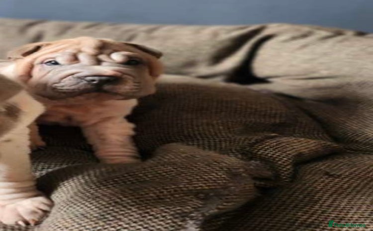 Shar Pei dogs - Advert 5