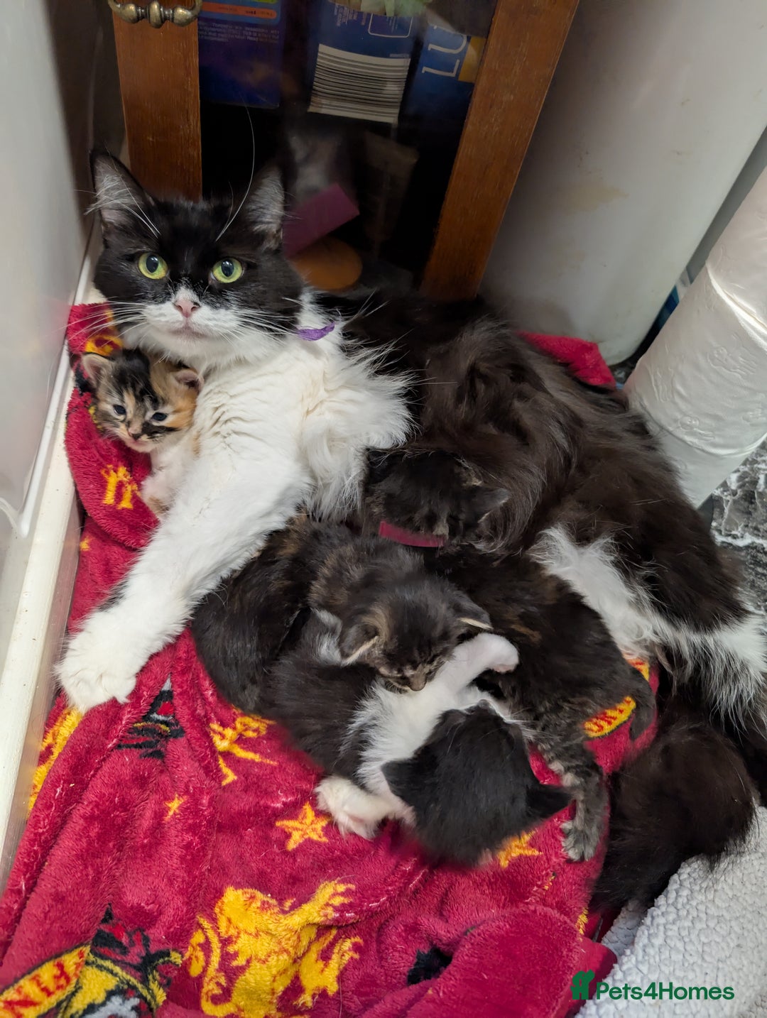 Mixed Breed cats for sale: One male two female long haired kittens - Image 6