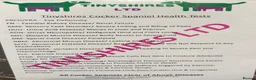 Cockapoo dogs for sale: F1 mini cockapoos 30 dna health tested clear  - Advert 6