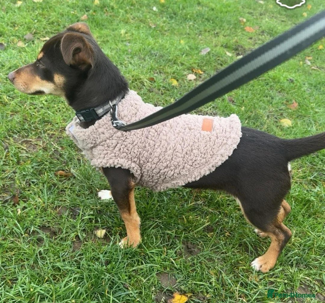 Jack Russell dogs for sale: Beautiful miniature 9 month old chocolate boy  - Advert 11