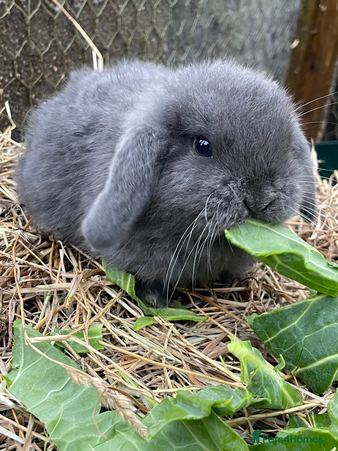 Mini Lop rabbits for sale: Beautiful mini lop babies  - Advert 9
